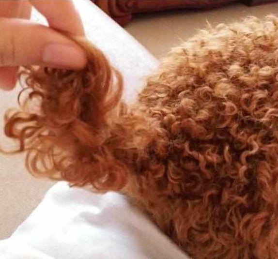泰迪竟大部分都是串串狗? 纯种一定有的5个特点, 再也不怕被人坑