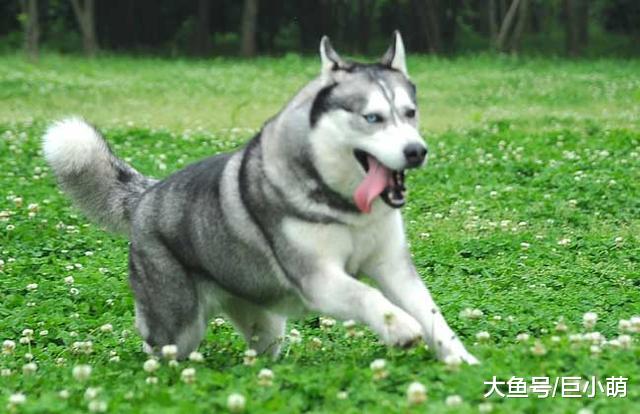 10种不一定听话的狗狗，要让它们听话，除非它们心情好