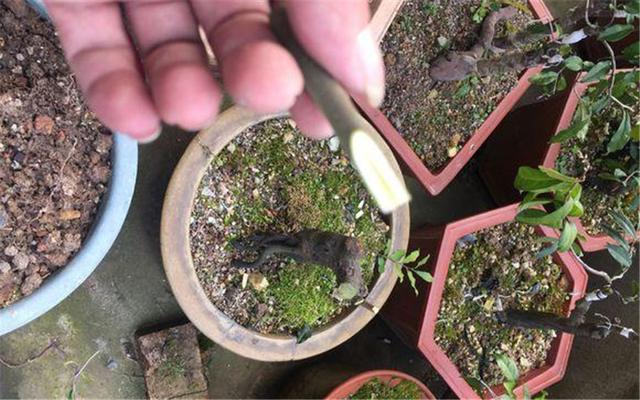 对盆景进行塑造的时候，无枝可用，那么就需要进行蓄枝