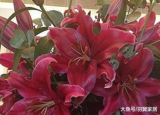 帶你參觀黎姿住的豪宅，房子裝修豪華高檔，在家也經常做美食