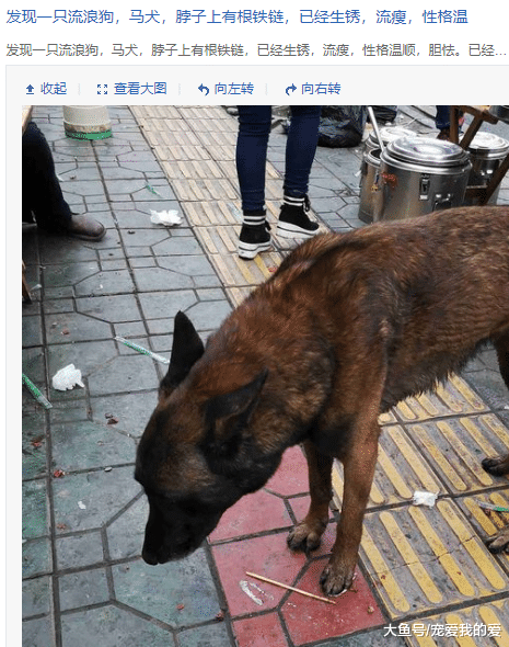 对于社会上越来越多的流浪宠物，大家是怎么看待的呢？小编觉得其实有时候安乐死对于它们来说也是一种解脱！