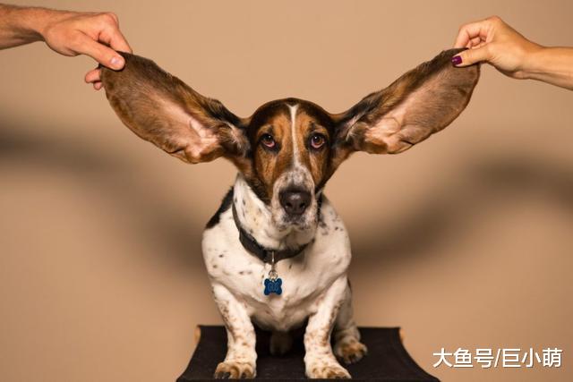 狗狗老了，慢慢听不见了，当狗狗出现听力衰退，主人应该怎么办？