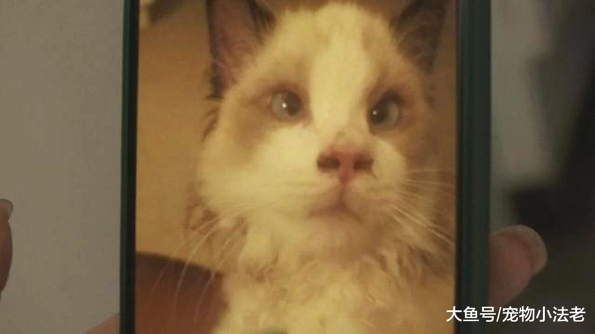 女子在网上花重金买布偶猫，但没过几天，竟检查出感染严重病毒