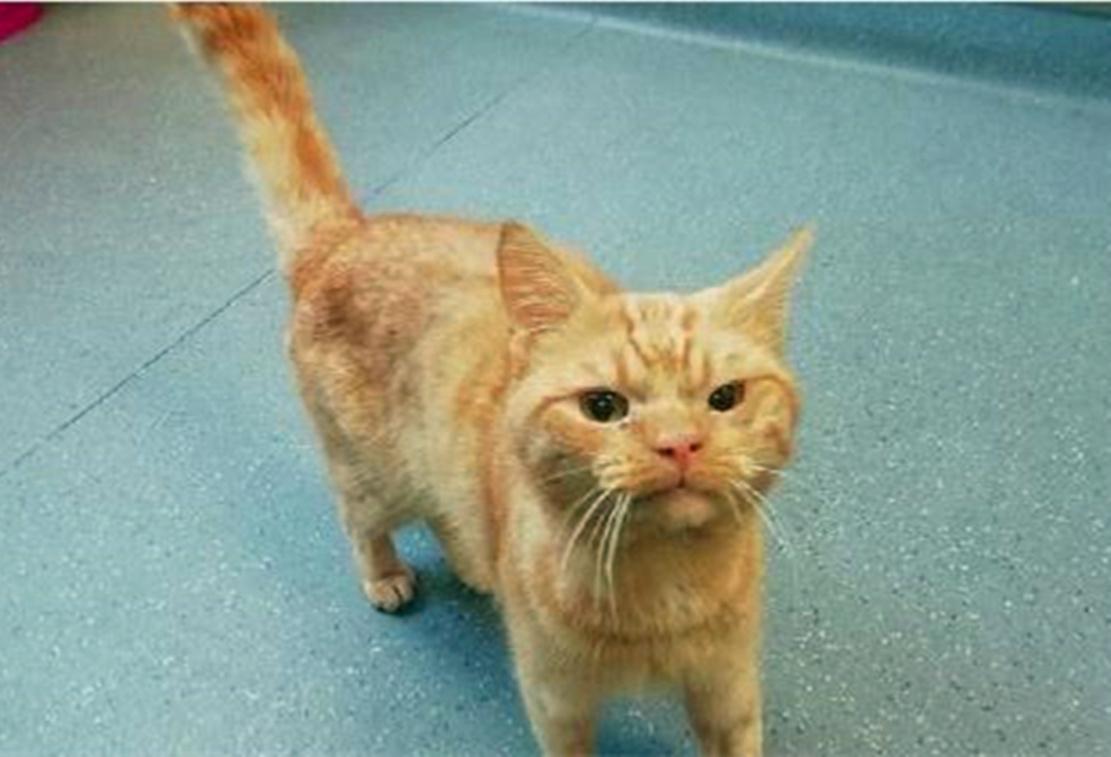 大橘猫肥成猪, 躺在地上抱着营养膏舔, 猫: 我还能吃……