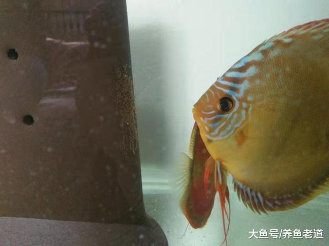 大鱼吃小鱼其实很正常，不吃小鱼的大鱼是需要学习和锻炼的！