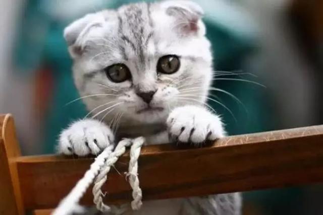 折耳貓缺乏正規繁育，母體對軟骨病并無影響，購貓謹防商家新騙局