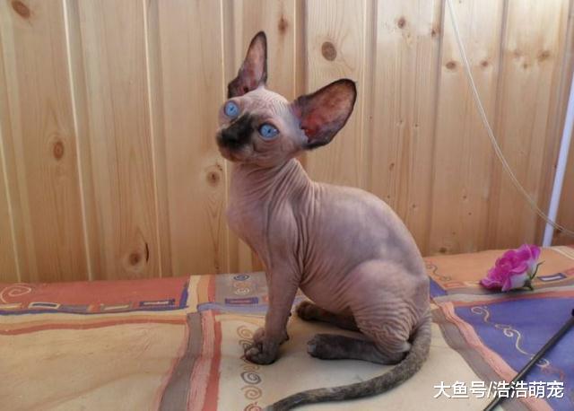 你家貓咪的智商高嗎？看完下面5種貓后，網友：我家貓咪好笨！