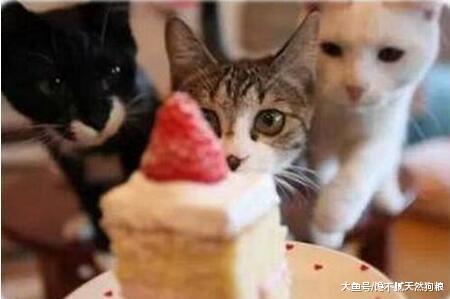 谨记！这“5种水果”猫咪绝不能吃！