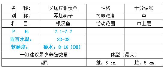 小型观赏鱼：霓虹燕子
