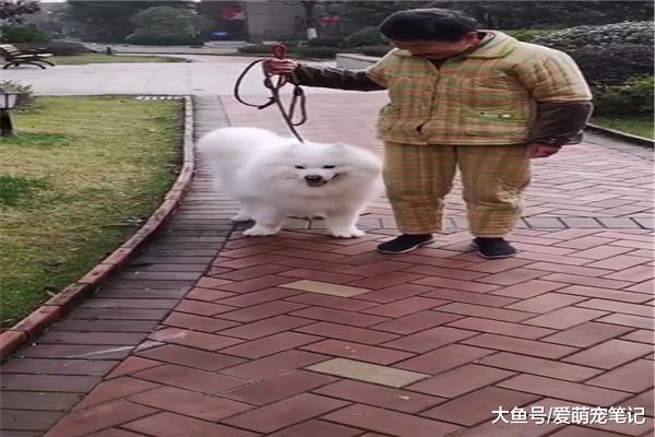 十四歲半的薩摩耶步履蹣跚，眼神里依然充滿了童真，畫面好有愛啊