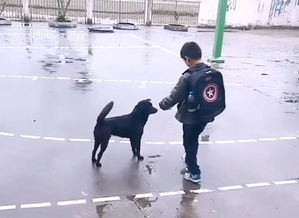 田园犬每天守护小主人，接送小主人上学放学