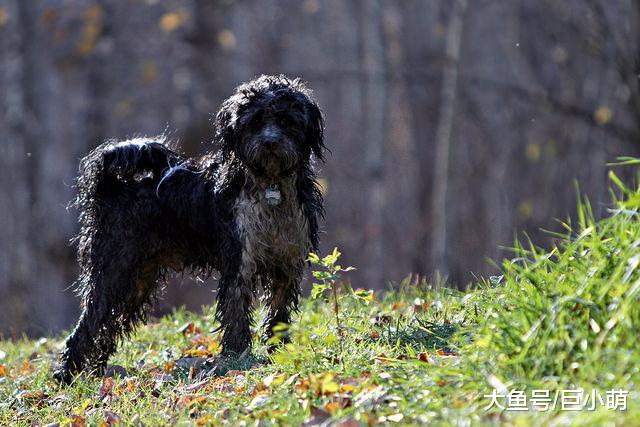 夏天想带狗狗一起去游泳，考虑下养这8种狗狗，它们都是游泳健将