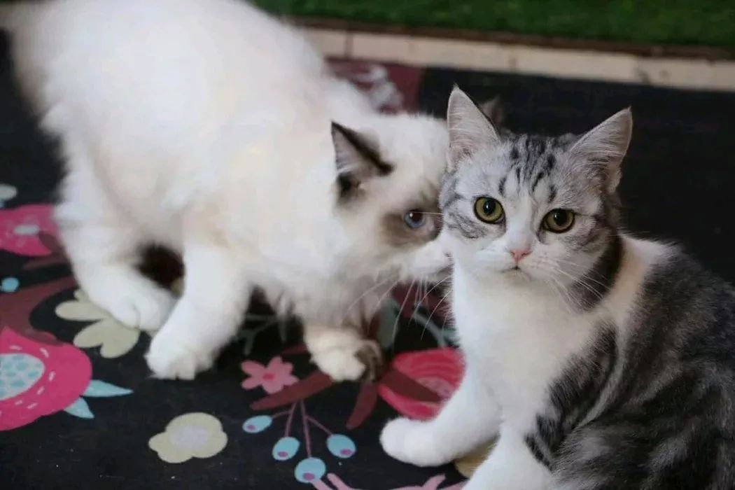 为什么说让猫咪记住自己的名字，猫咪就不会迷路