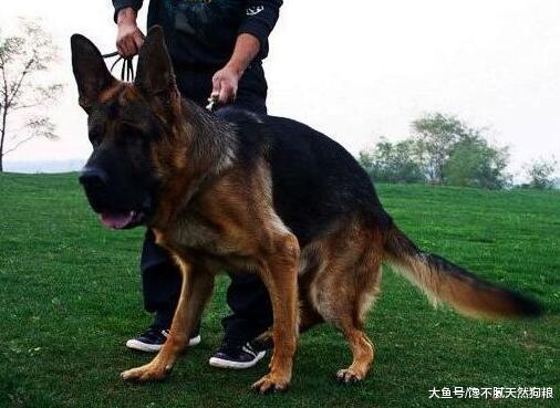 小编告诉你: 一只健康的狗狗, 一天需要拉几次便便!