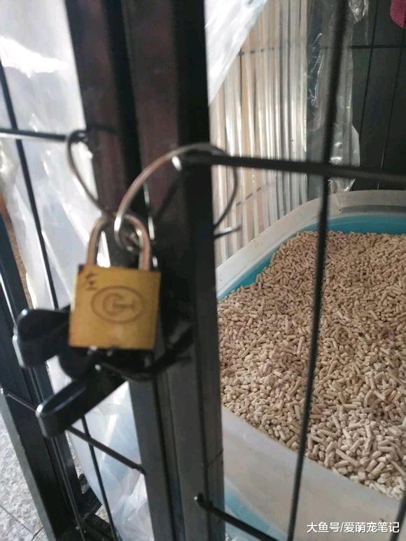 女孩下班等车时发现一只小橘猫, 纠结收养时, 它的反应让人笑翻了