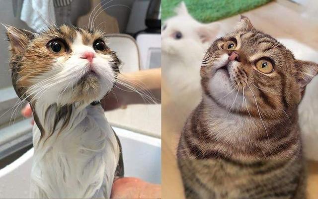 在家洗猫必备6大工具，全部加起来还没宠物店洗一次澡贵！