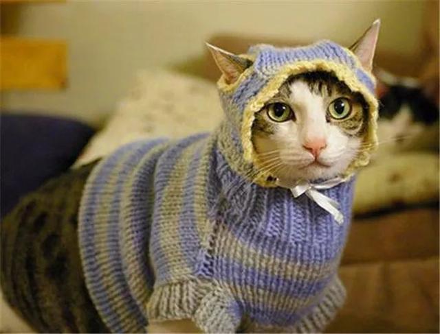 铲屎官为爱猫穿衣服, 只是给猫咪增加负担, 学会三点合理保暖!