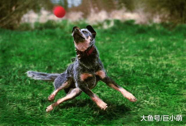 抛接飞盘不止是边牧能玩的，只需2个步骤，你家狗狗也能做到