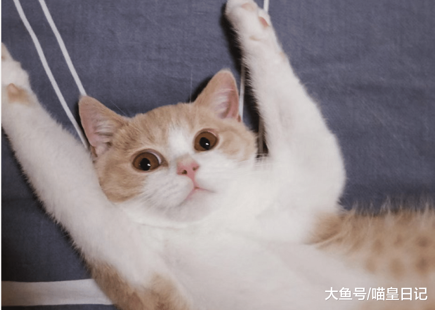 逆袭布偶猫成为家养猫首选，除了便宜之外，英短还有哪些优点？