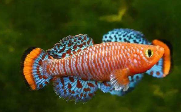 养过这种神奇的观赏鱼吗？鱼卵可以干燥保存好几个月