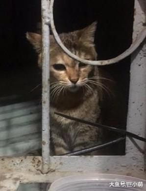 流浪猫每天都在同一个位置讨食，被橱窗折射后，变成一只像素猫咪