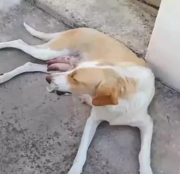 狗妈妈躺在路边喂奶，一看它的狗宝宝竟然不是狗，真相让人感动！