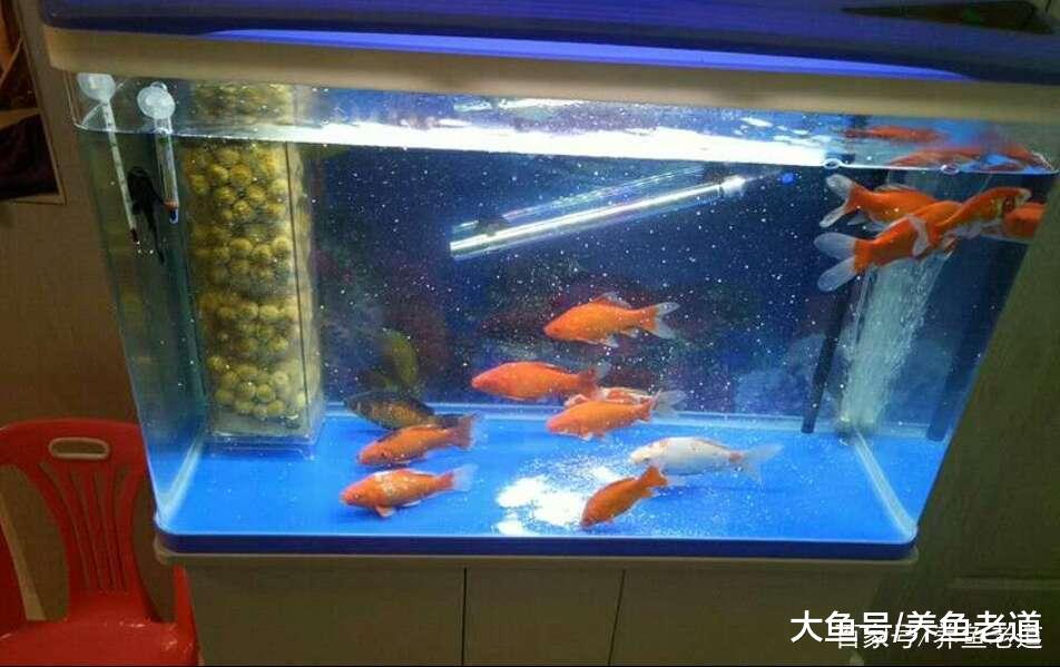 家庭养鱼十大难!