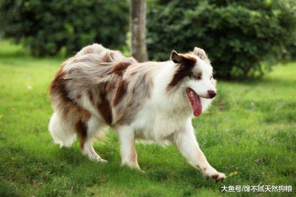 边牧有这些表现，证明它并不忠诚，而你只是它小弟！