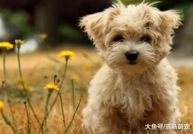 ?狗狗狂吠怎么辦？用下面5種辦法可以讓它安靜下來，不再狂吠！