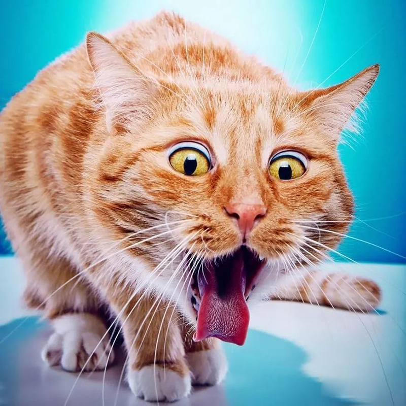 所有猫科动物都会吐毛球吗？这可能与它们爱干净有关