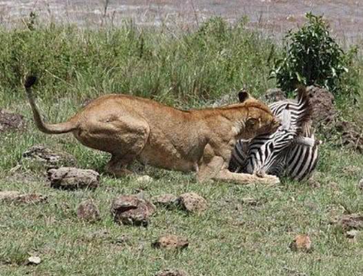 狮子猎杀斑马，看到它的姿势网友直呼辣眼睛，看到最后让人傻眼了