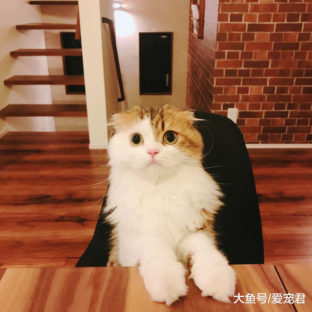 即使养在“深闺”中，猫咪也是有可能染上跳蚤的哦，该如何应对呢