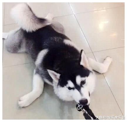 女子带二哈一起去逛街，突然感觉链子一下变重了，回头一看傻眼了