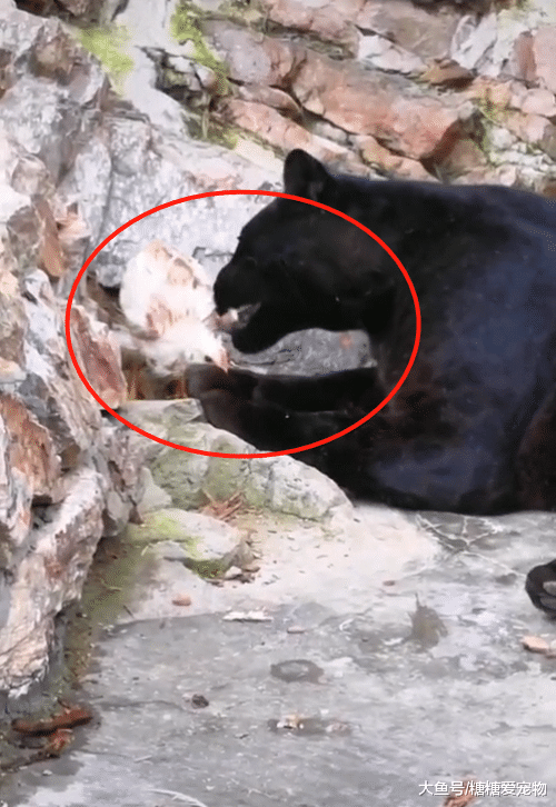 母鸡被黑豹舔，下一秒直接钻进了黑豹的怀里，网友：你是害羞了吗？