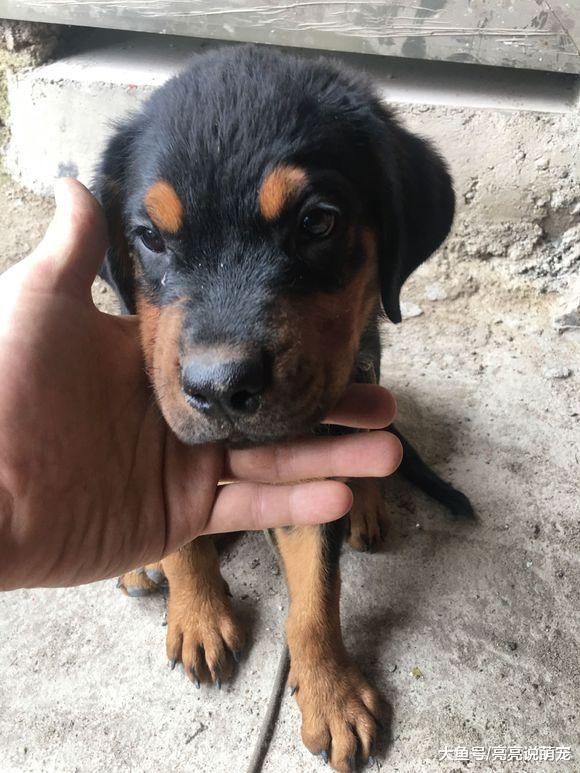 罗威纳被拴在家里，它很不开心，并且还咬主人来发泄