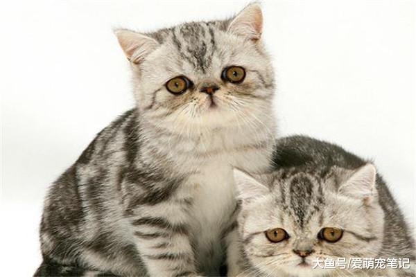 猫咪频繁“舔舐”行为的原因，不光是表达爱意，或许是在缓解压力