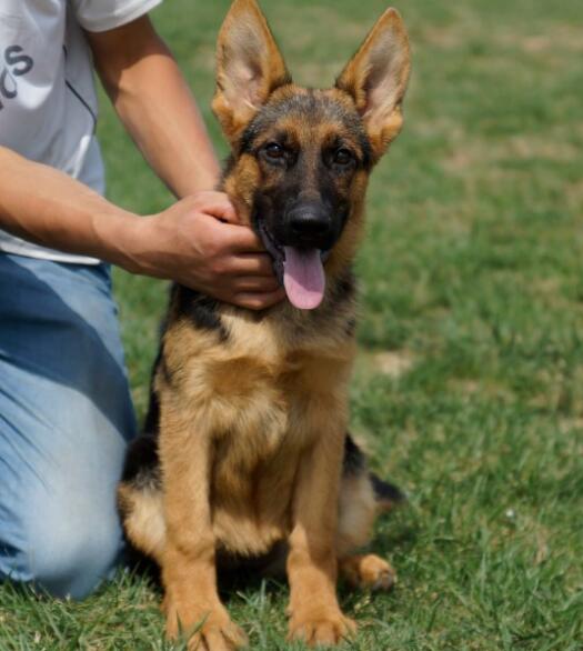 给德国牧羊犬洗澡的时候要避免哪些事情