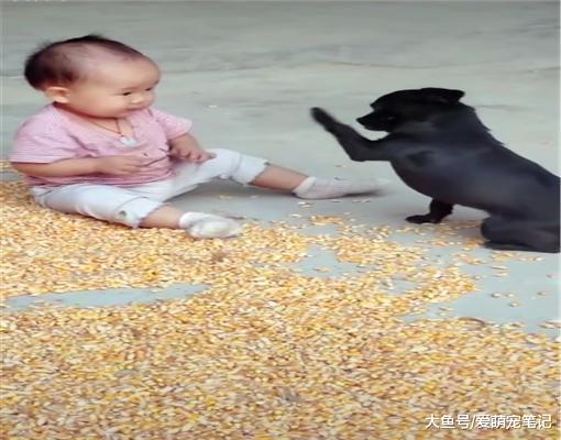 主人去田里收庄稼，土狗帮忙照看小宝宝，果然是个合格的家庭成员