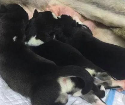 哈士奇怀孕长达65天，去医院拍完片子，全场人被吓