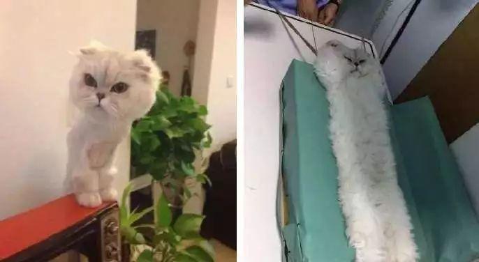 猫主子们大搞怪! 千万不要对猫竖中指, 否则…