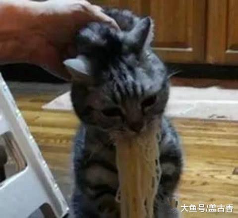煮好的面条不翼而飞，随着踪迹找过去，发现一只馋嘴喵还在销赃