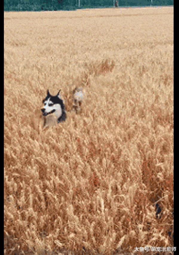 哈士奇在麦地里跑来跑去，传说中的麦地怪圈，难道是这样形成的？