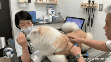 秋田犬去看医生，因为中途换了男医生，结果狗子表情就变了