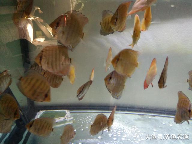 新入缸的观赏鱼，导致水质混浊的原因在哪里？