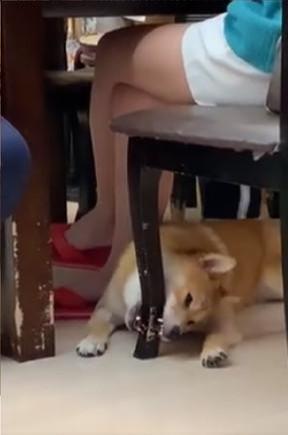 吃饭不给狗狗吃，柴犬变哈士奇怒啃椅子腿，主人：明天该换家具了