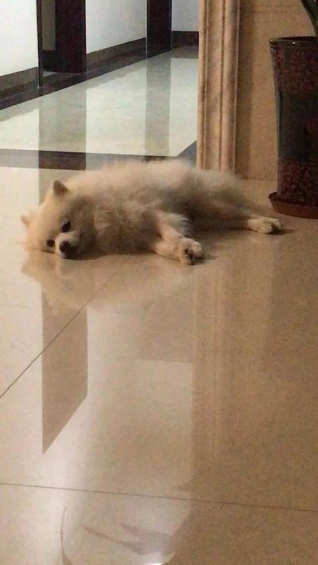 佛山市天马国际会所附近寻找白色公博美