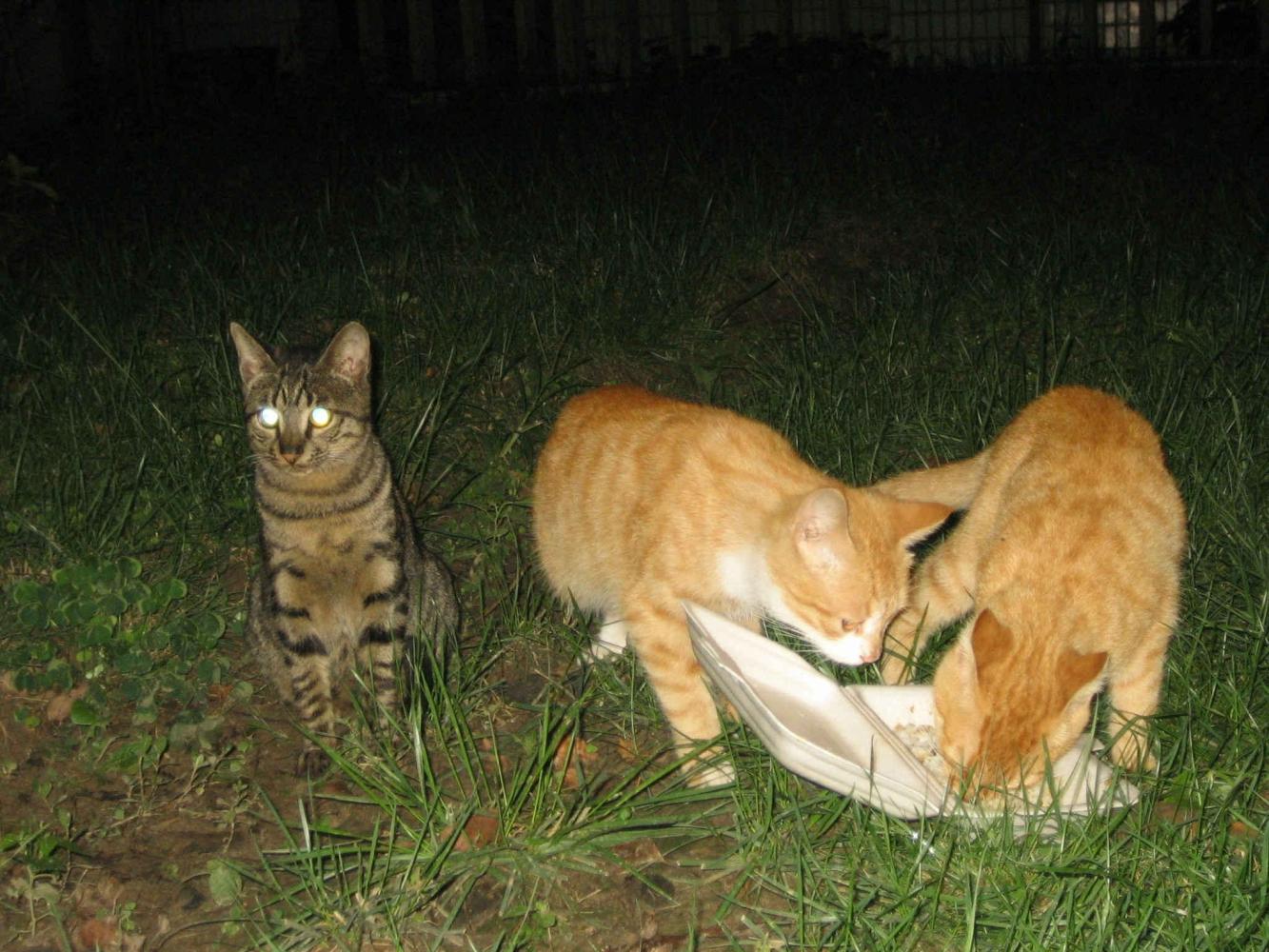 爱猫人士你们好, 我真诚恳求你们在喂养流浪猫的同时顾虑下别人!