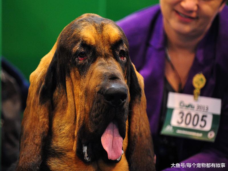 嗅觉最灵敏的犬种，通过气味追查的最高纪录是二百二十公里