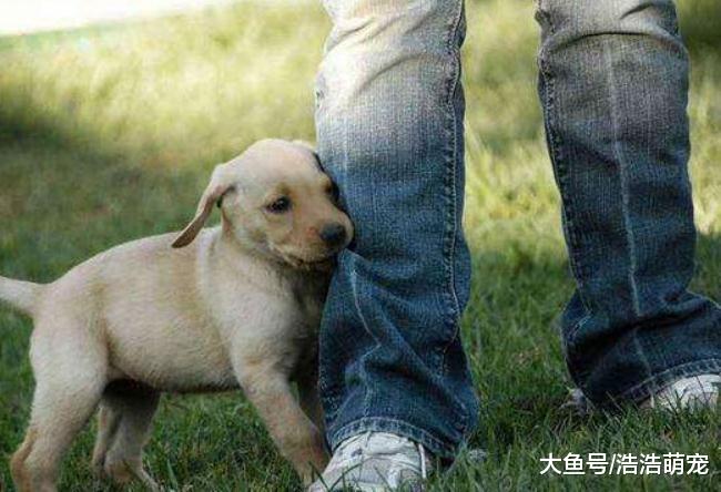 狗狗向你求救，它会有这5种表现，很多宠主却不当回事