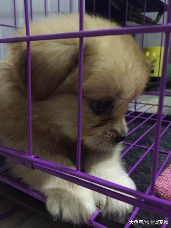 小奶狗走到路人脚下，伸出爪子挡路的模样萌化了，恭喜碰瓷成功！